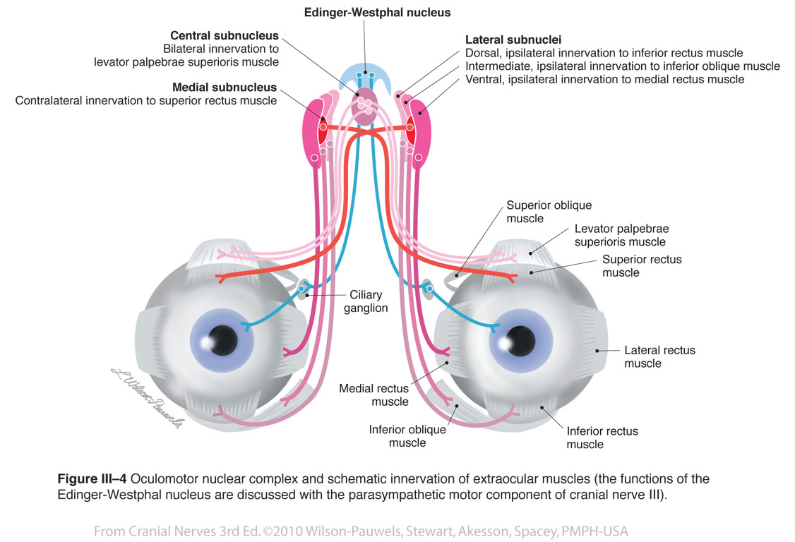 Cranial Nerves 3rd Edition: Oculomotor III