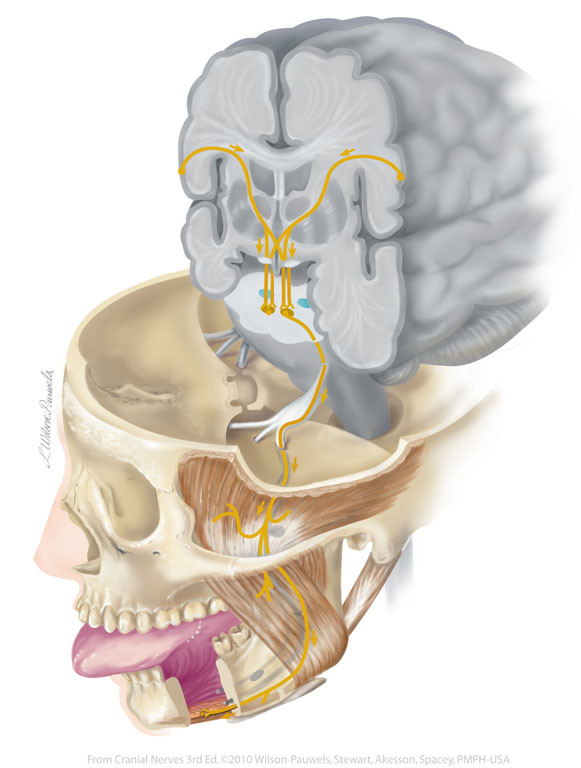 Черепные нервы череп. Тройничный нерв анатомия выход. Тройничный нерв анатомия на черепе. Нервы лица анатомия. Нервы черепа анатомия.