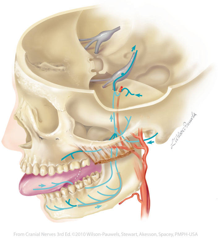 3 лицевой нерв. Тройничный нерв аурикулюстемпоралис. Лицевой челюстной нерв. Ушно височный нерв на препарате.