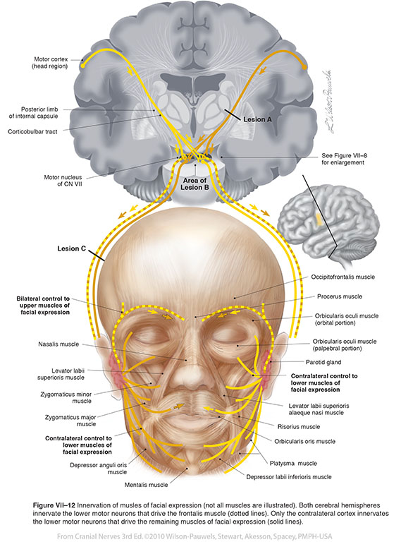 cranial nerve คือ definition