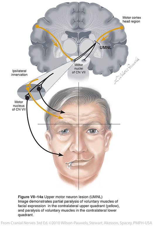 Cranial Nerves 3rd Edition Facial VII