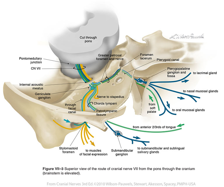 facial nerve intracranial course