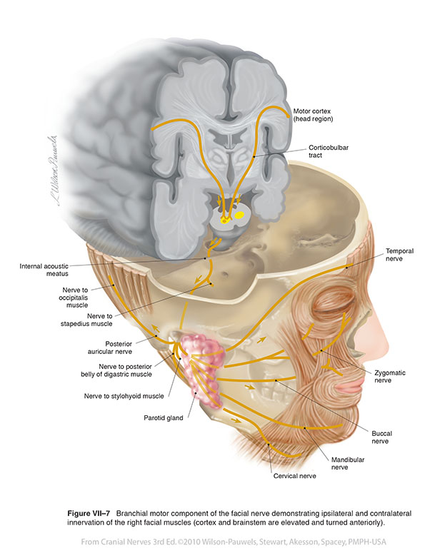 facial nerve brainstem