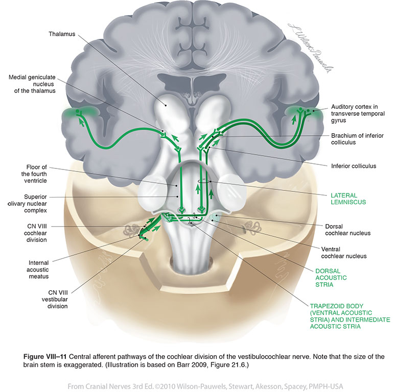 vestibulocochlear nerve model