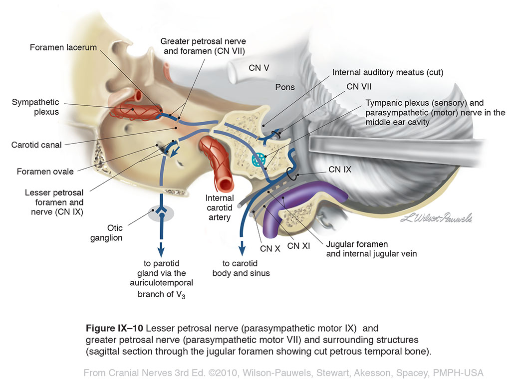 Cranial Nerves 3rd Edition: Glossopharyngeal IX