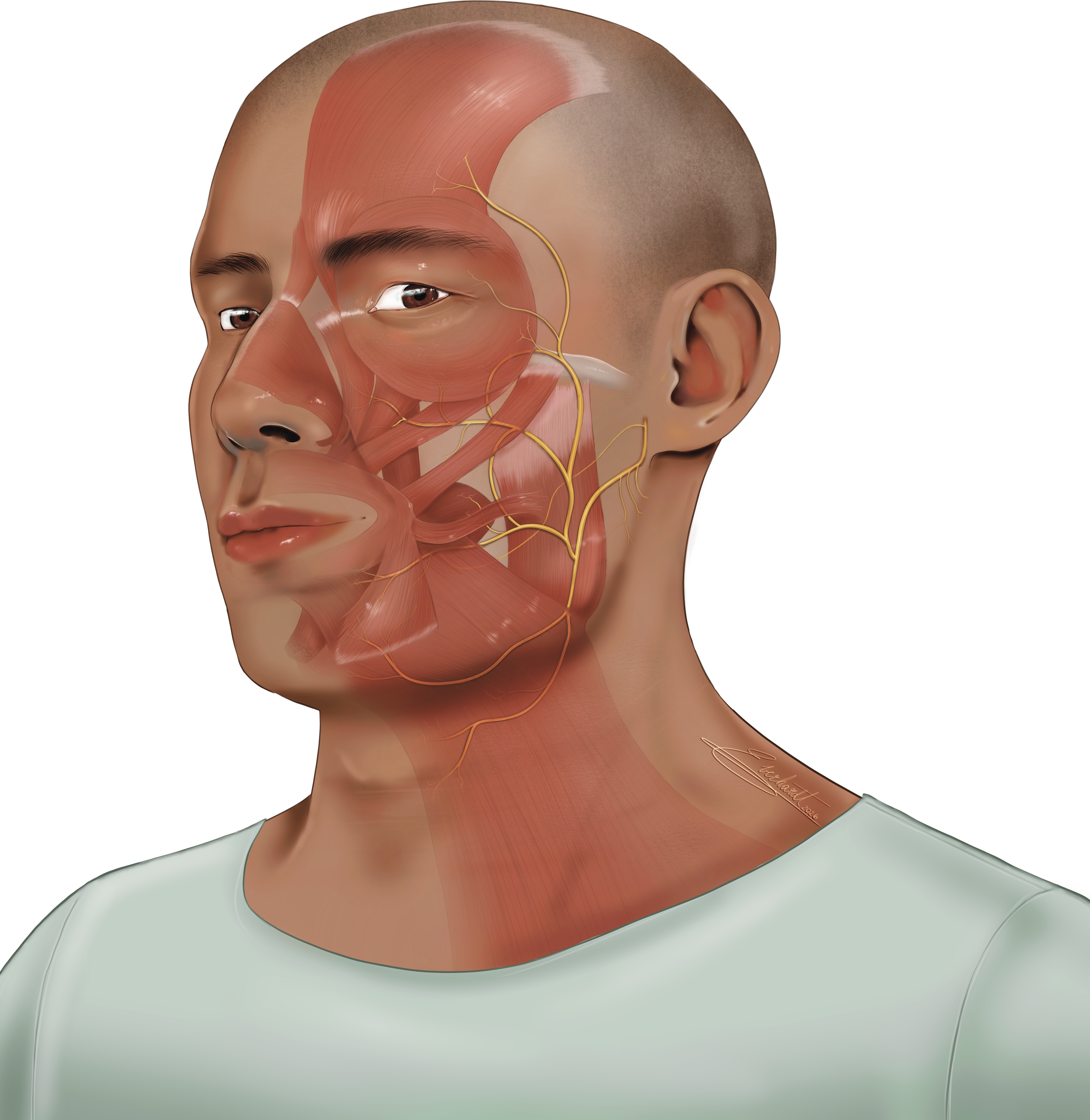 Image of a man with the muscles of facial expression showing.
